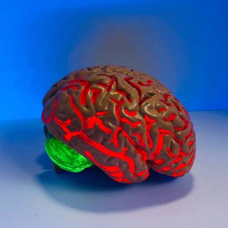 brain3-unsplash brain3-unsplash